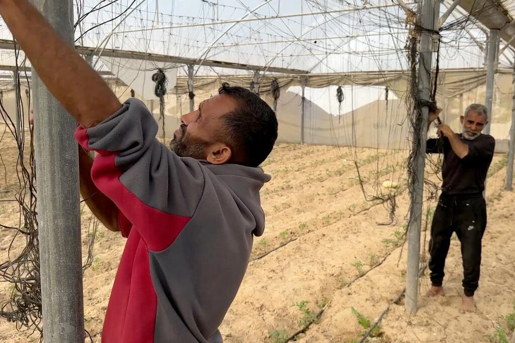 يُعِدُّ المزارعون البيوت الزراعية المحمية لعمليات الزراعة، وينفذون أعمال الترميم الأساسية وإعداد التربة، وذلك لاستئناف الإنتاج الزراعي وإحياء دورات الزراعة بعد فترات من التعطل.